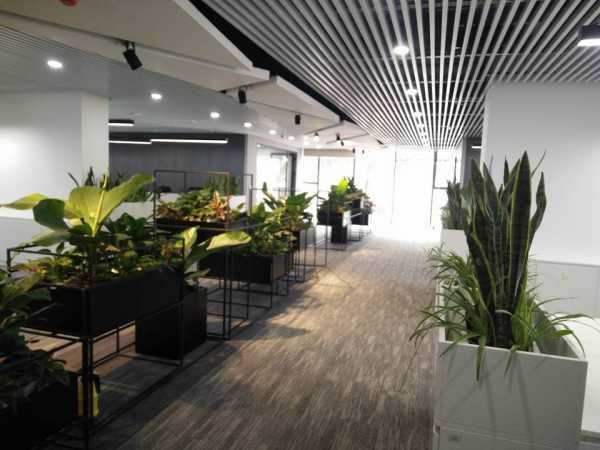 Dự án văn phòng xanh công ty TNHH Bách Việt