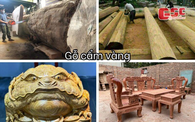 Gỗ cẩm vàng thuộc nhóm mấy Ứng dụng của cây cẩm vàng
