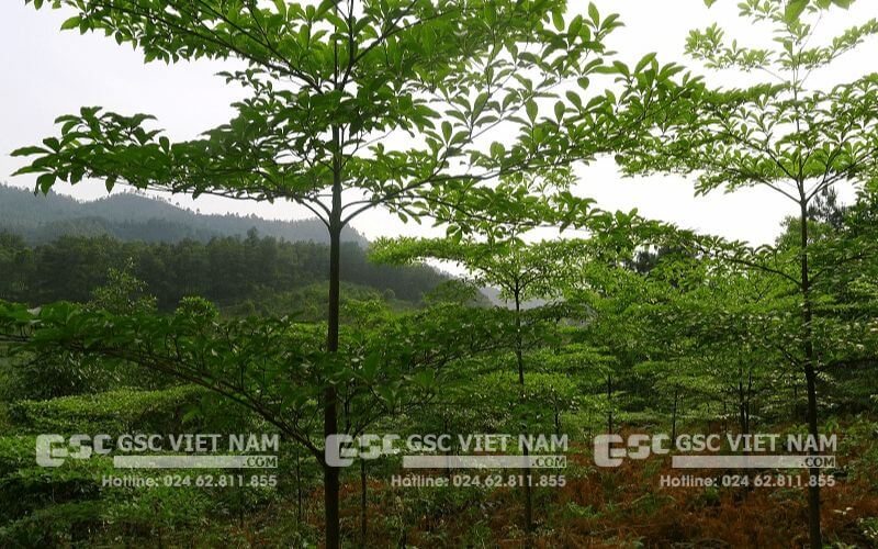 Gỗ chiu liu có tốt không? Đặc điểm, ứng dụng của gỗ cây chiu liu 6 Lá cây chiu liu dạng kép lông chim mọc cách và có chiều dài từ 10 - 15cm