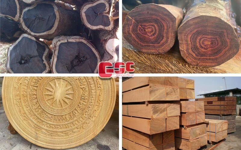 Danh sách gỗ nhóm 1 ở Việt Nam