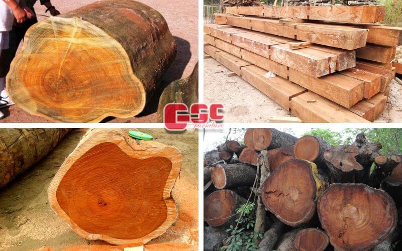 Danh sách gỗ nhóm 3, 4, 5 ở Việt Nam