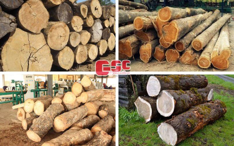 Danh sách gỗ nhóm 6, 7, 8 ở Việt Nam