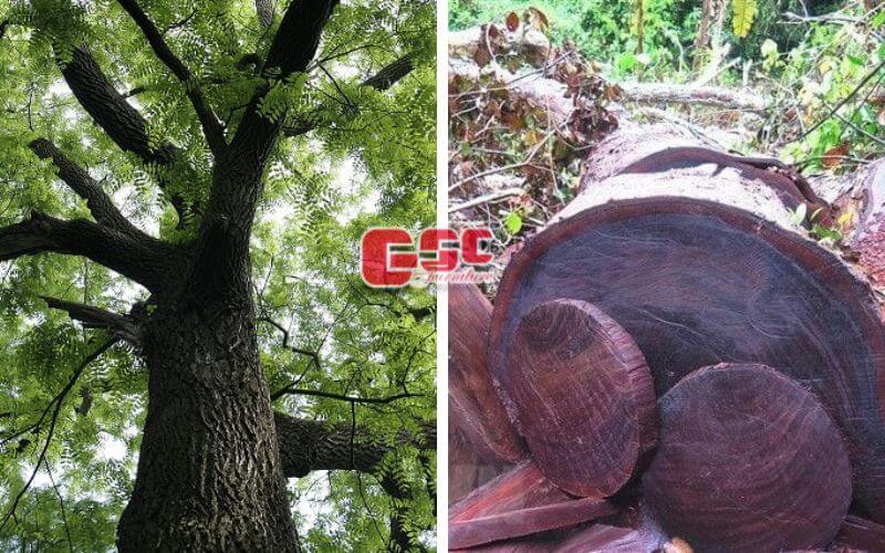 Nhóm gỗ AII bị cấm khai thác bao gồm gỗ Nghiến, Lim Xanh, Ba Kích, Sến Mật