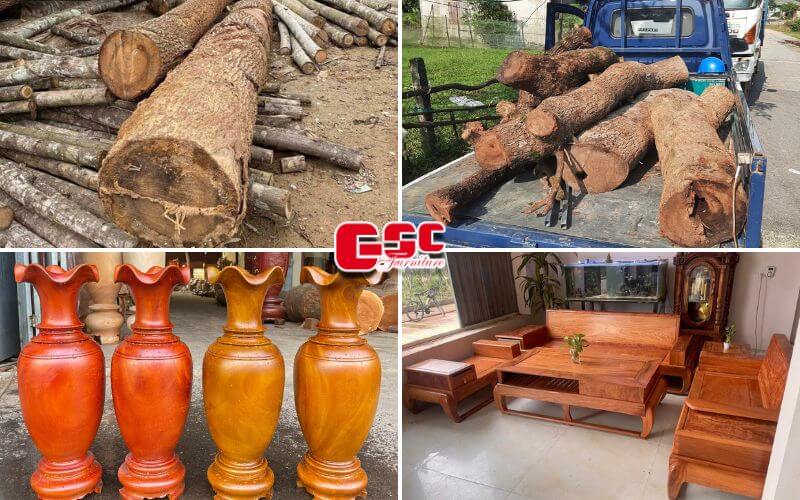 Gỗ Long não có tốt không Đặc điểm và ứng dụng cây Long não