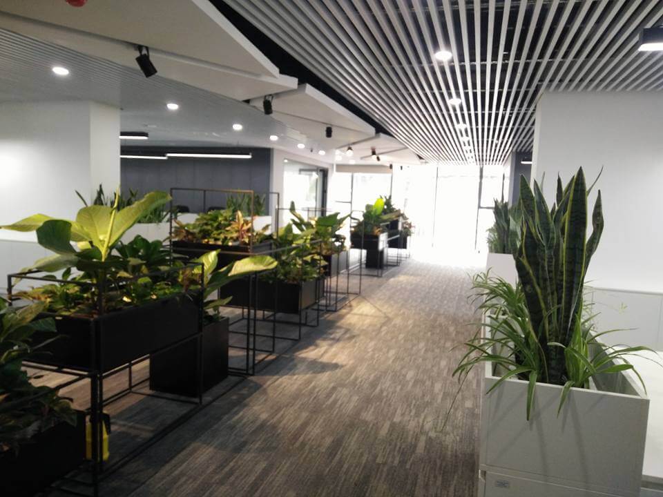  Dự án văn phòng xanh công ty TNHH Bách Việt 